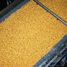 Conveyor Belt for the Food Processing Industry